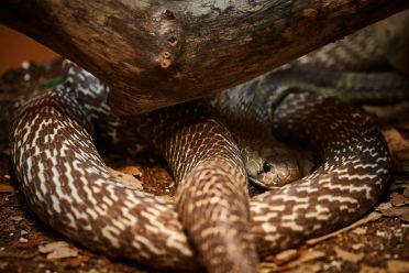Mostra serpenti - Reptiles Nest