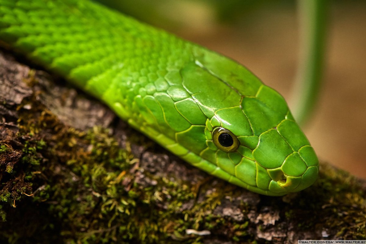Mamba verde orientale Mostra serpenti - Reptiles Nest