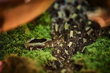 Mostra serpenti - Reptiles Nest