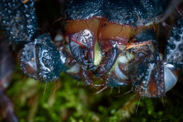 Macrofotografia con ragni e scorpioni 