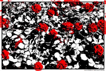 RED ROSES ON THE STREET