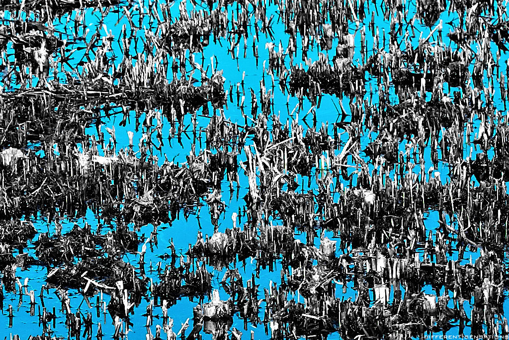 BLUE REFLECTION CROP