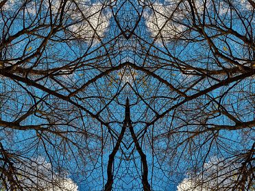 Gli alberi di Rorschach