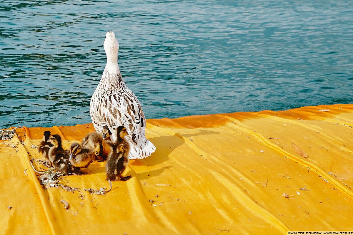 The Floating Piers