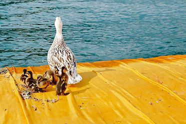 The Floating Piers