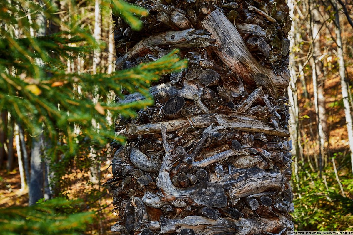 Colonna di Paul Feichter, 2002 Arte Sella l'arte contemporanea nella natura