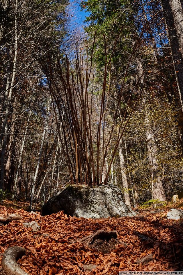 Germinazione di Gabriele Jardini, 2004 Arte Sella l'arte contemporanea nella natura