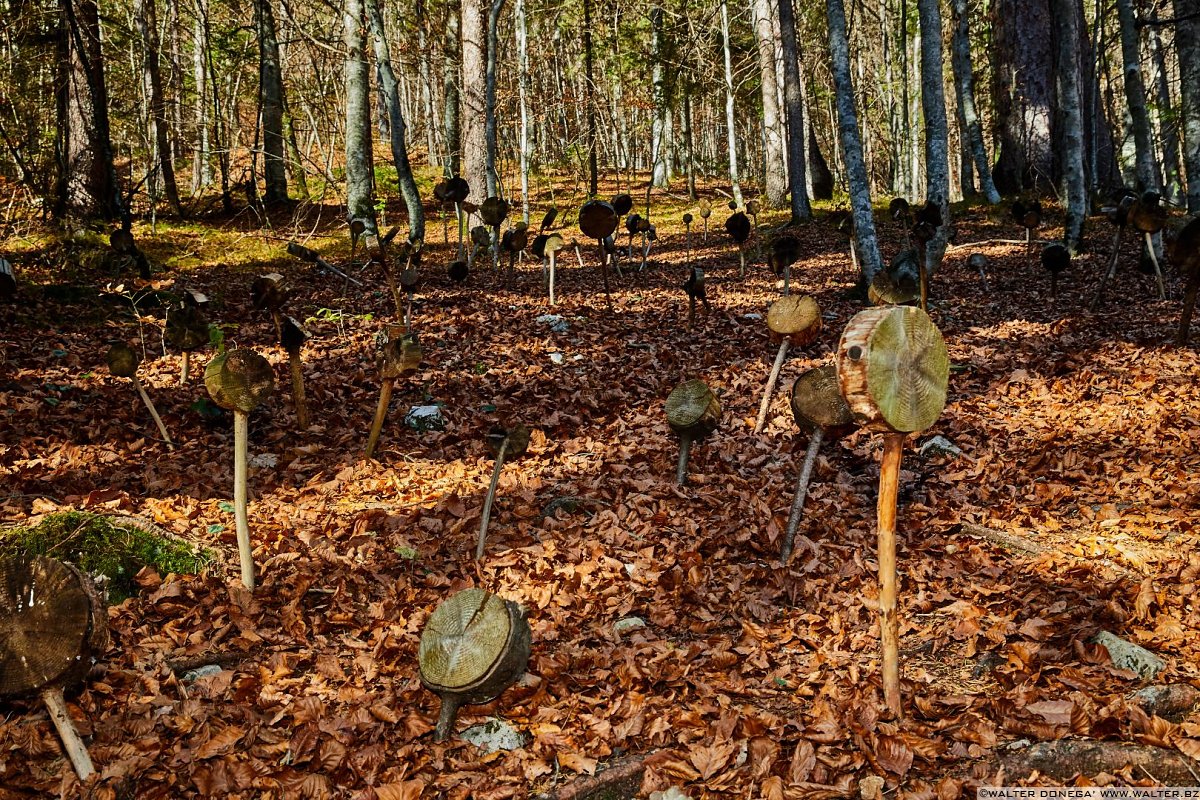 Sezione di tronchi di abete rosso di Bob Verschueren, 2000 Arte Sella l'arte contemporanea nella natura