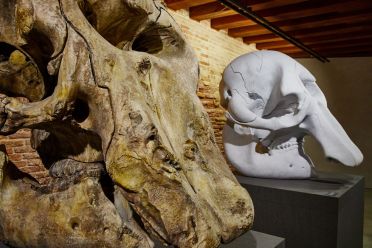 Damien Hirst in mostra a Venezia: Treasures from the wreck of the unbelievable
