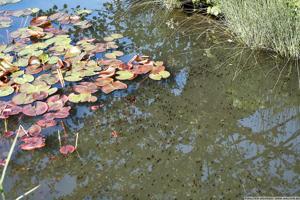  Il giardino labirinto Kränzelhof di Cermes