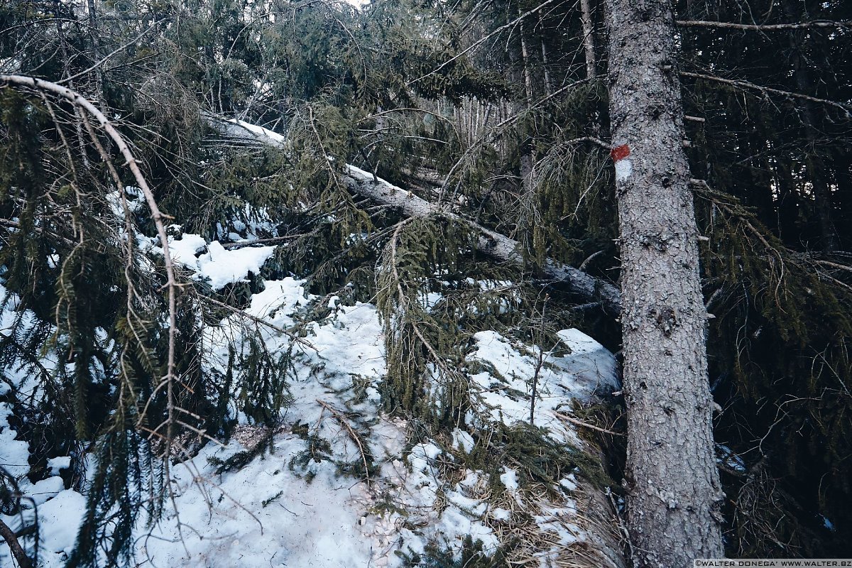 Escursione a Obereggen, Passo Lavazè, Malga Ora