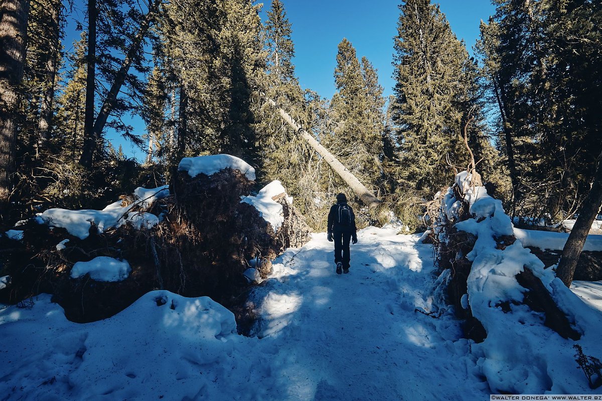 Escursione a Obereggen, Passo Lavazè, Malga Ora