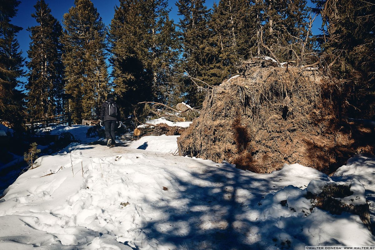 Escursione a Obereggen, Passo Lavazè, Malga Ora