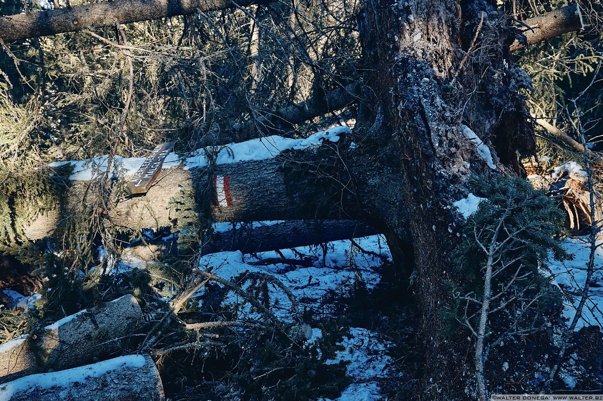 Escursione a Obereggen, Passo Lavazè, Malga Ora