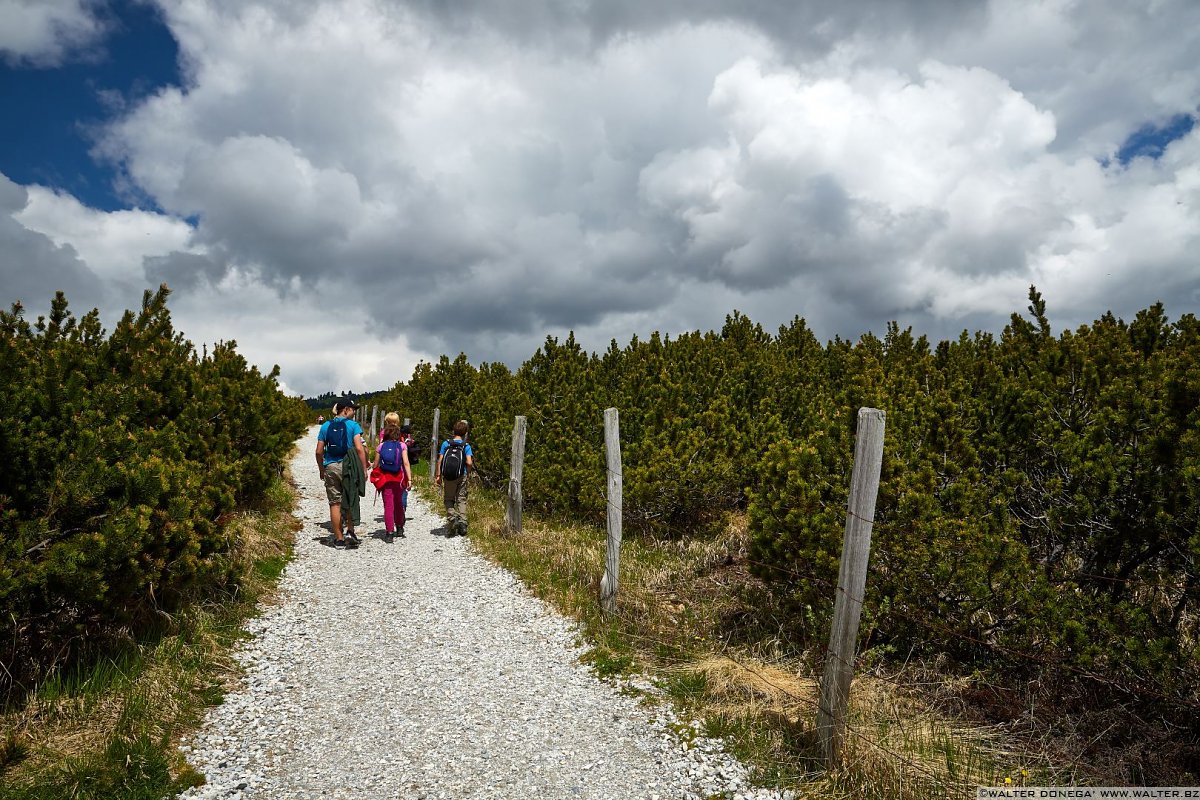 Escursione del Pino Mugo all'Alpe di Villandro
