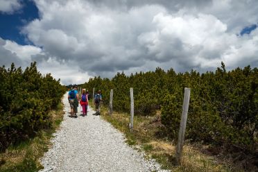 Escursione del Pino Mugo all'Alpe di Villandro