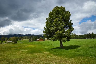 Escursione del Pino Mugo all'Alpe di Villandro