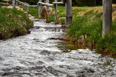 Escursione del Pino Mugo all'Alpe di Villandro