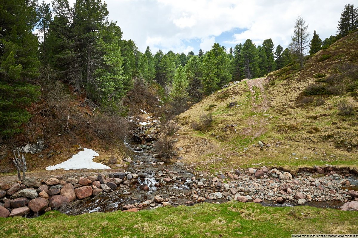 Escursione del Pino Mugo all'Alpe di Villandro