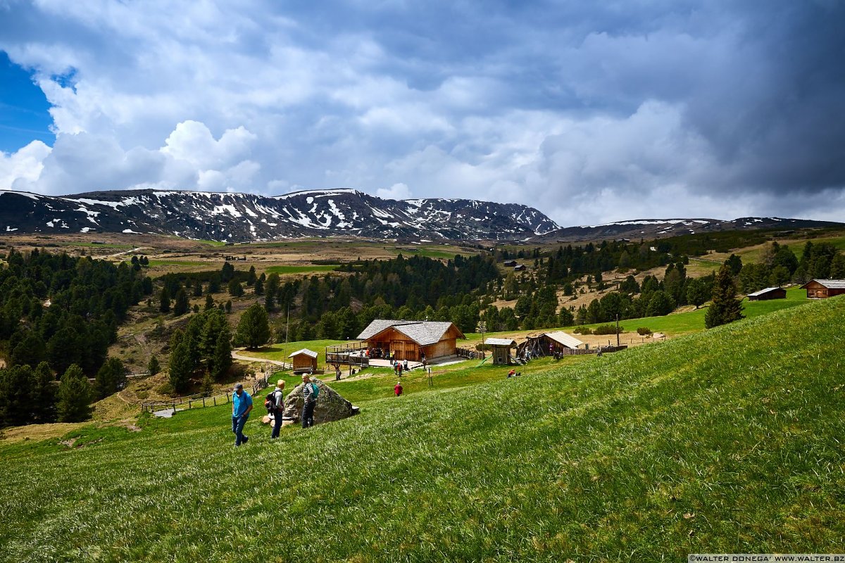 Escursione del Pino Mugo all'Alpe di Villandro