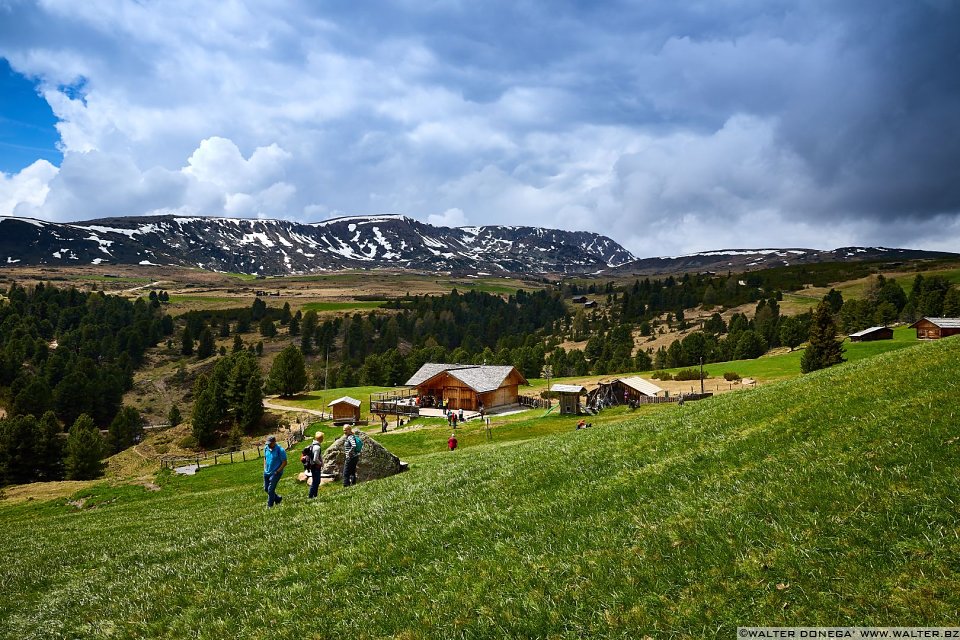 Escursione del Pino Mugo all'Alpe di Villandro