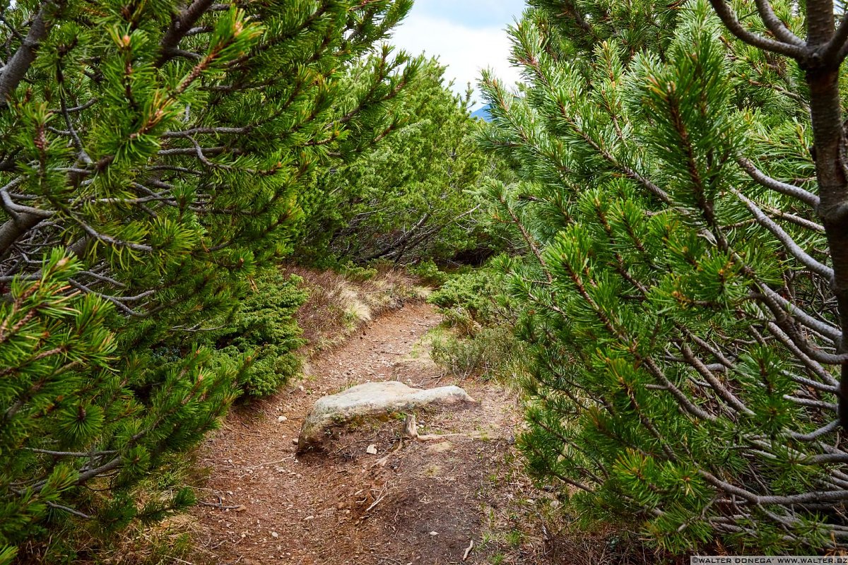 Escursione del Pino Mugo all'Alpe di Villandro