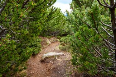 Escursione del Pino Mugo all'Alpe di Villandro