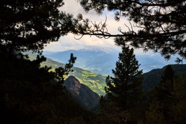 Escursione del Pino Mugo all'Alpe di Villandro