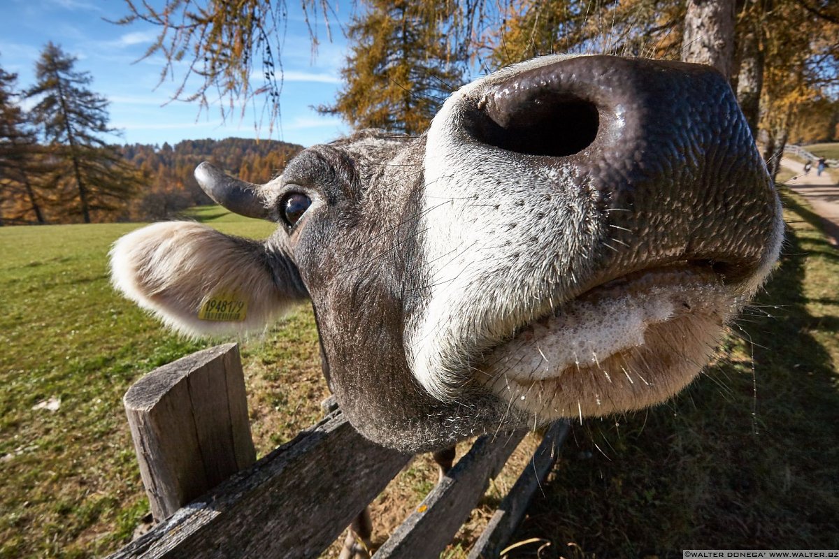  Passeggiata sull'altopiano del Salto in autunno