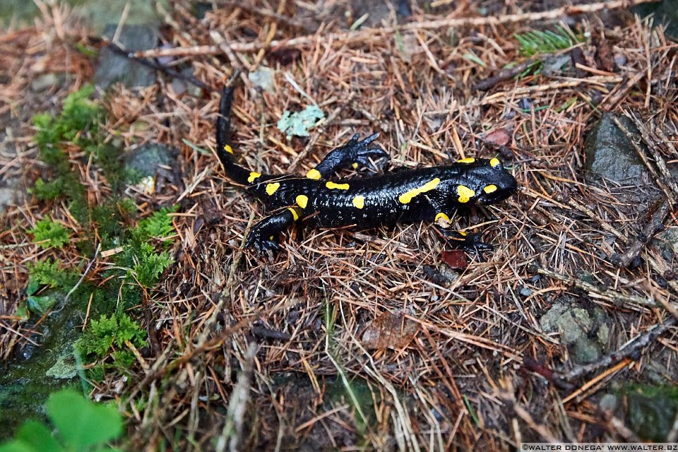 Una salamandra Escursione alle cascate di Barbiano