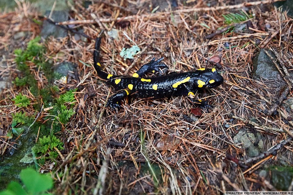 Una salamandra Escursione alle cascate di Barbiano