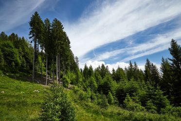 Escursione al Colle - Titschenalmen