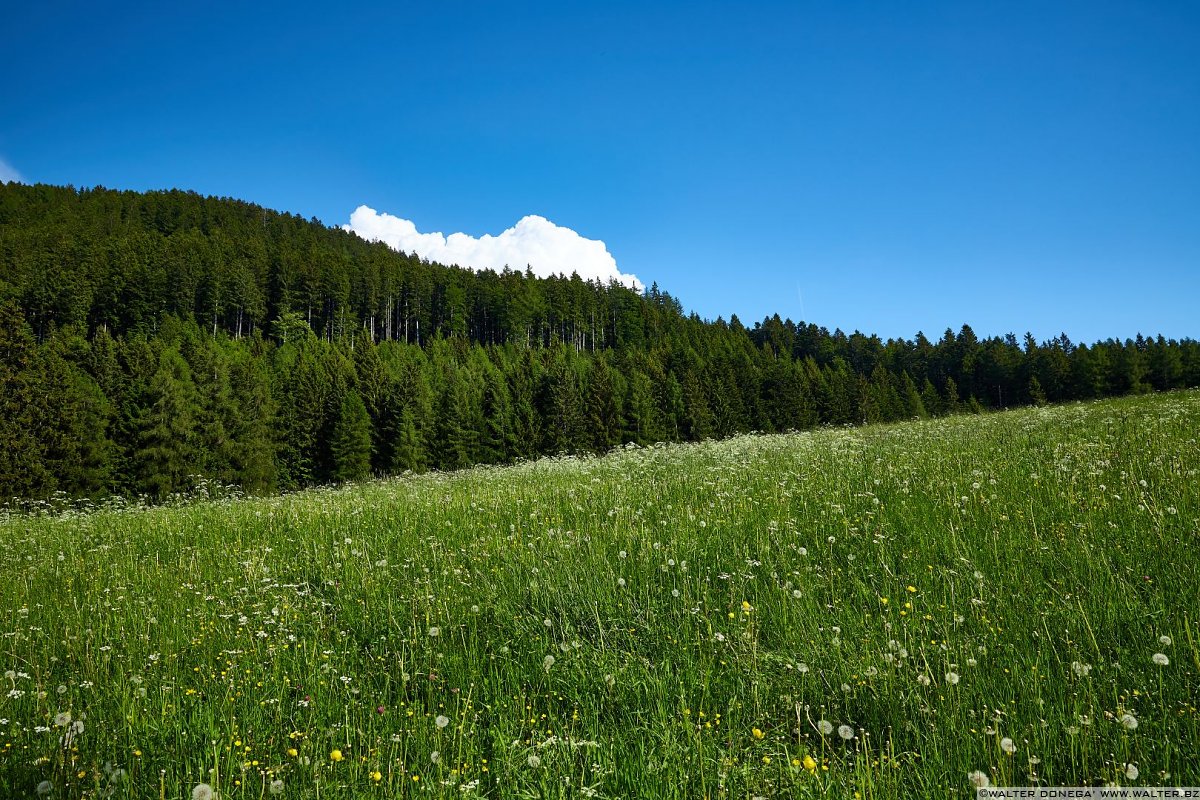 Escursione al Colle - Titschenalmen