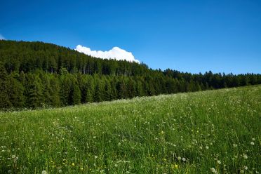 Escursione al Colle - Titschenalmen