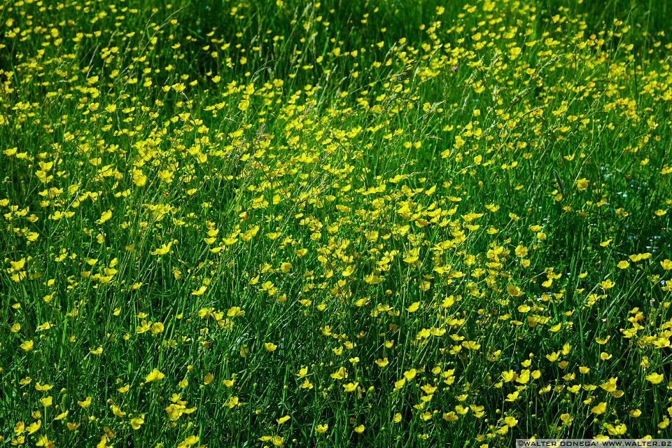 Escursione al Colle - Titschenalmen