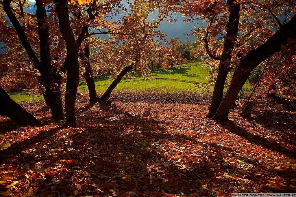 Colori d'autunno Bolzano - 10 Colori d'autunno a Bolzano