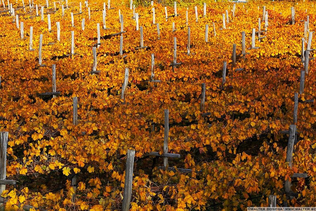 Colori d'autunno Bolzano - 13 Colori d'autunno a Bolzano