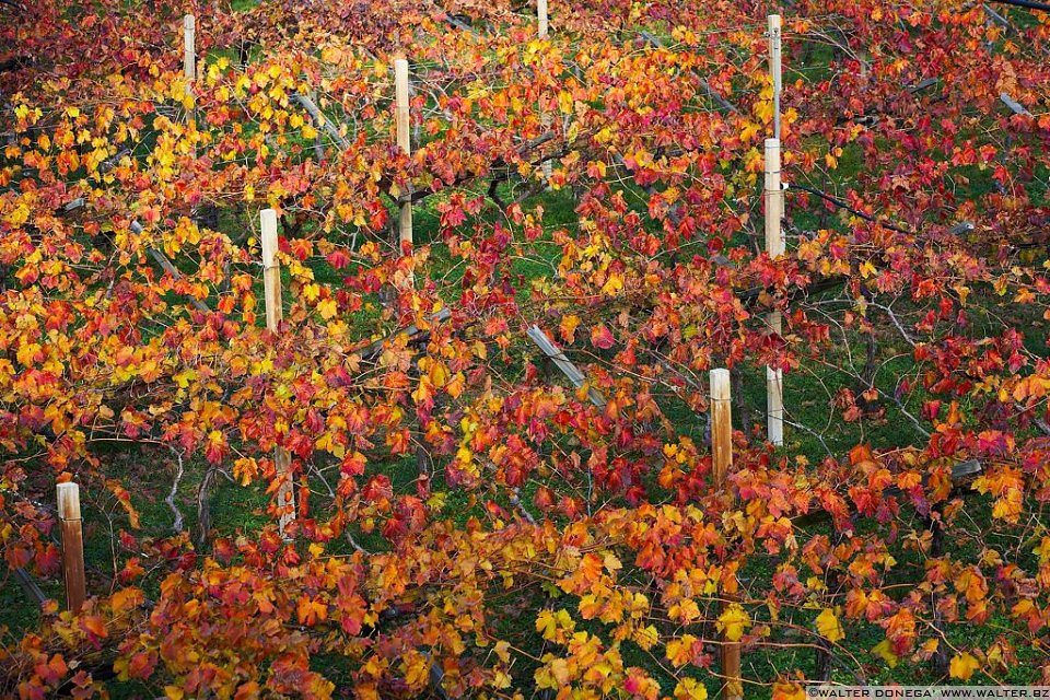 Colori d'autunno Bolzano - 14 Colori d'autunno a Bolzano