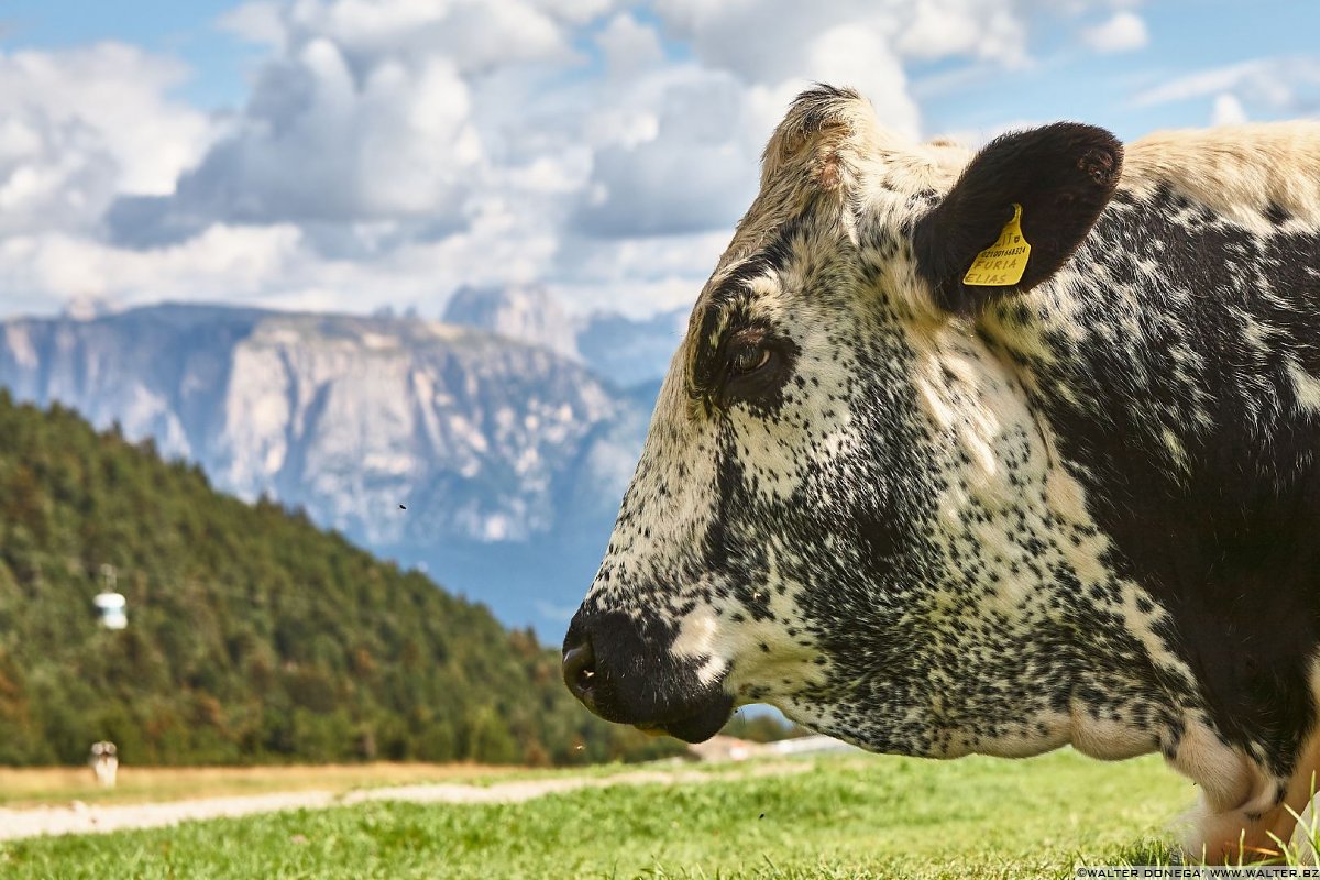  Escursione al Corno del Renon