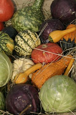 Festa della zucca Bolzano