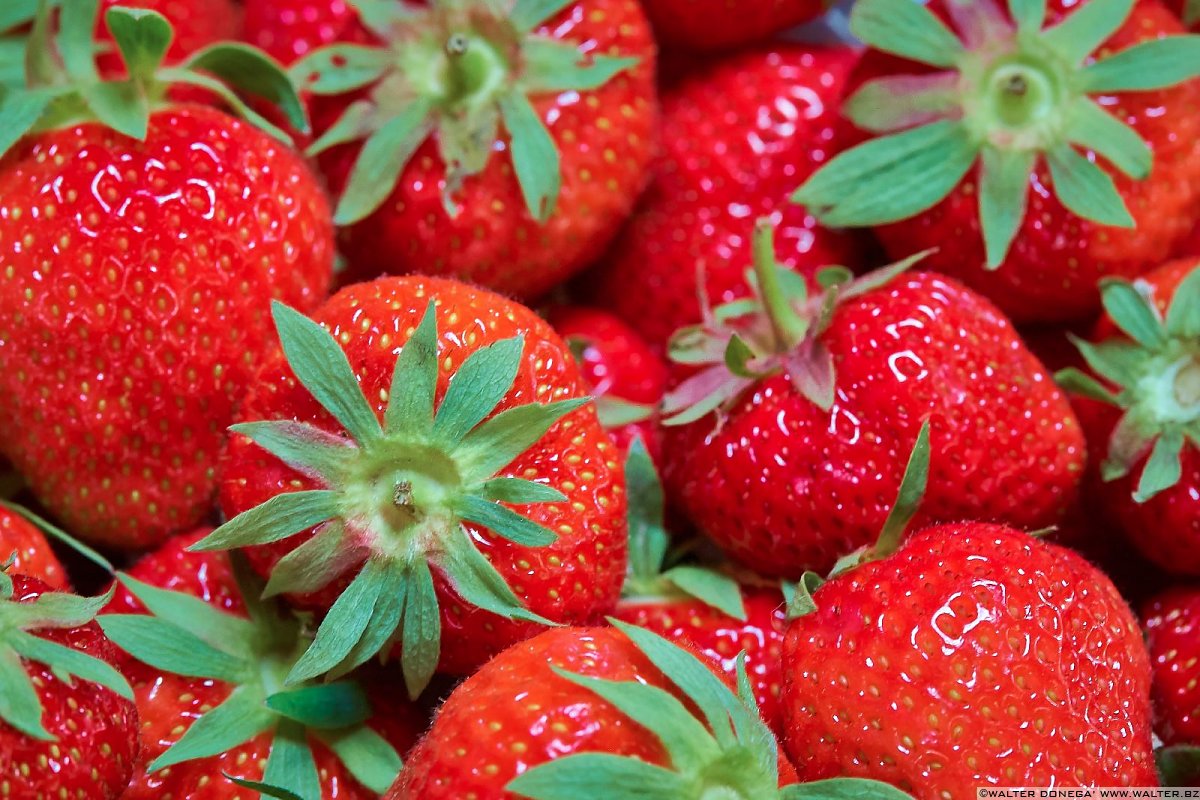 Fragole Festa delle fragole in Val Martello