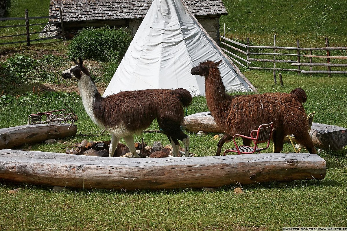 Gli immancabili lama altoatesini Festa delle fragole in Val Martello