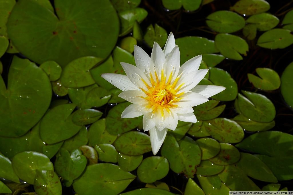 Giardineria Laimburg - fiori e piante - 15 Fiori e piante alla giardineria Laimburg