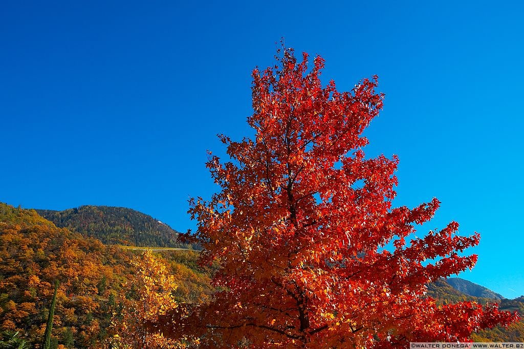 I Giardini di Castel Trauttmansdorff - colori autunnali - 18 Colori autunnali