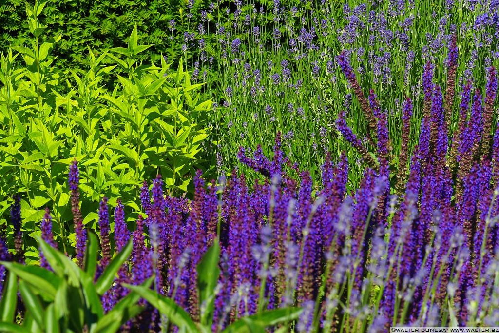 I Giardini di Castel Trauttmansdorff - fiori e piante - 51 Fiori e piante
