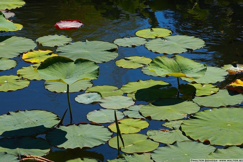 I Giardini di Castel Trauttmansdorff - 38 I giardini