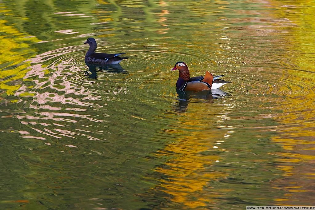 I Giardini di Castel Trauttmansdorff - 55 I giardini