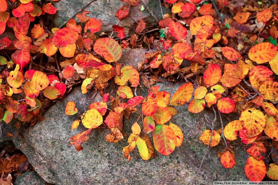 02 Indian summer a Bolzano