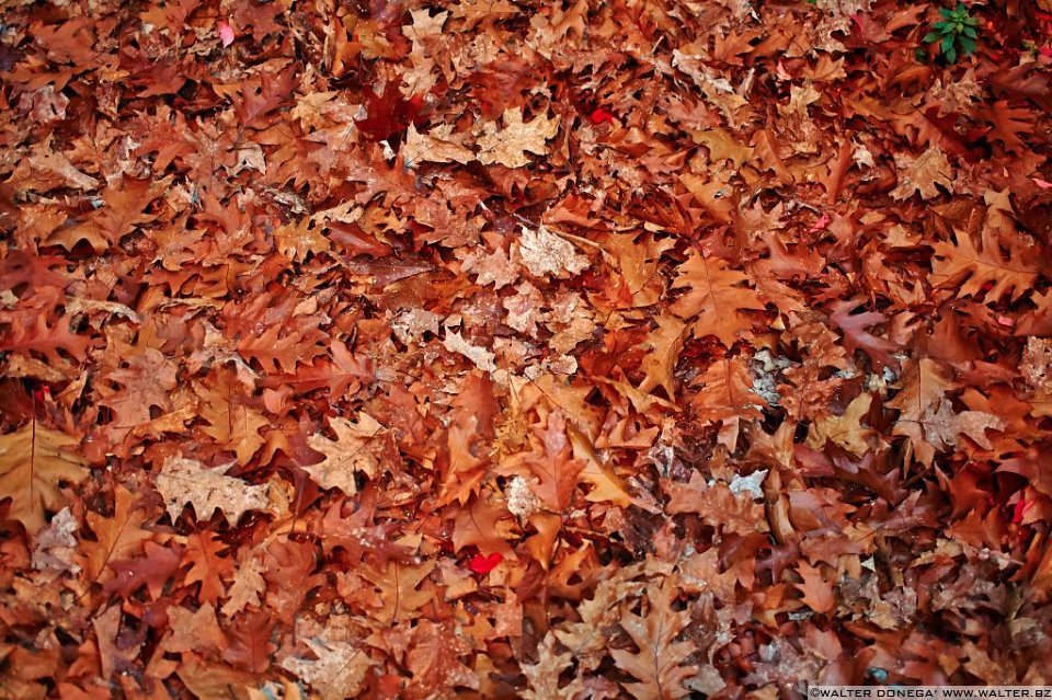 16 Indian summer a Bolzano
