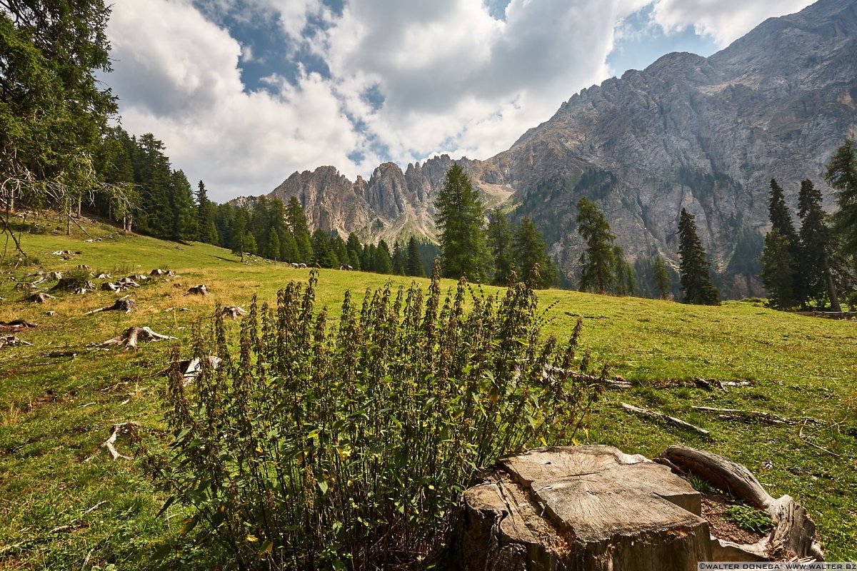 Prati della Latemar Alm Escursione al labirinto del Latemar - Labyrintensteig